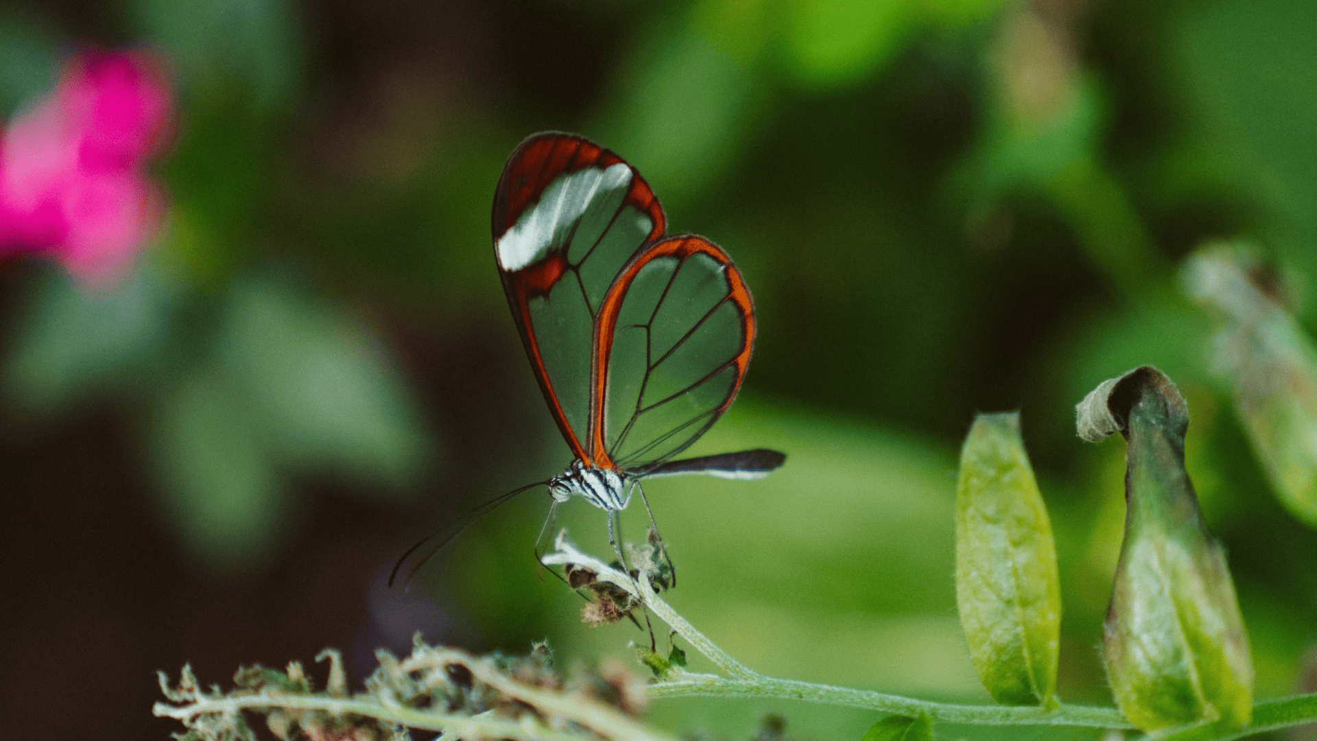 pexels-kelly-2918152