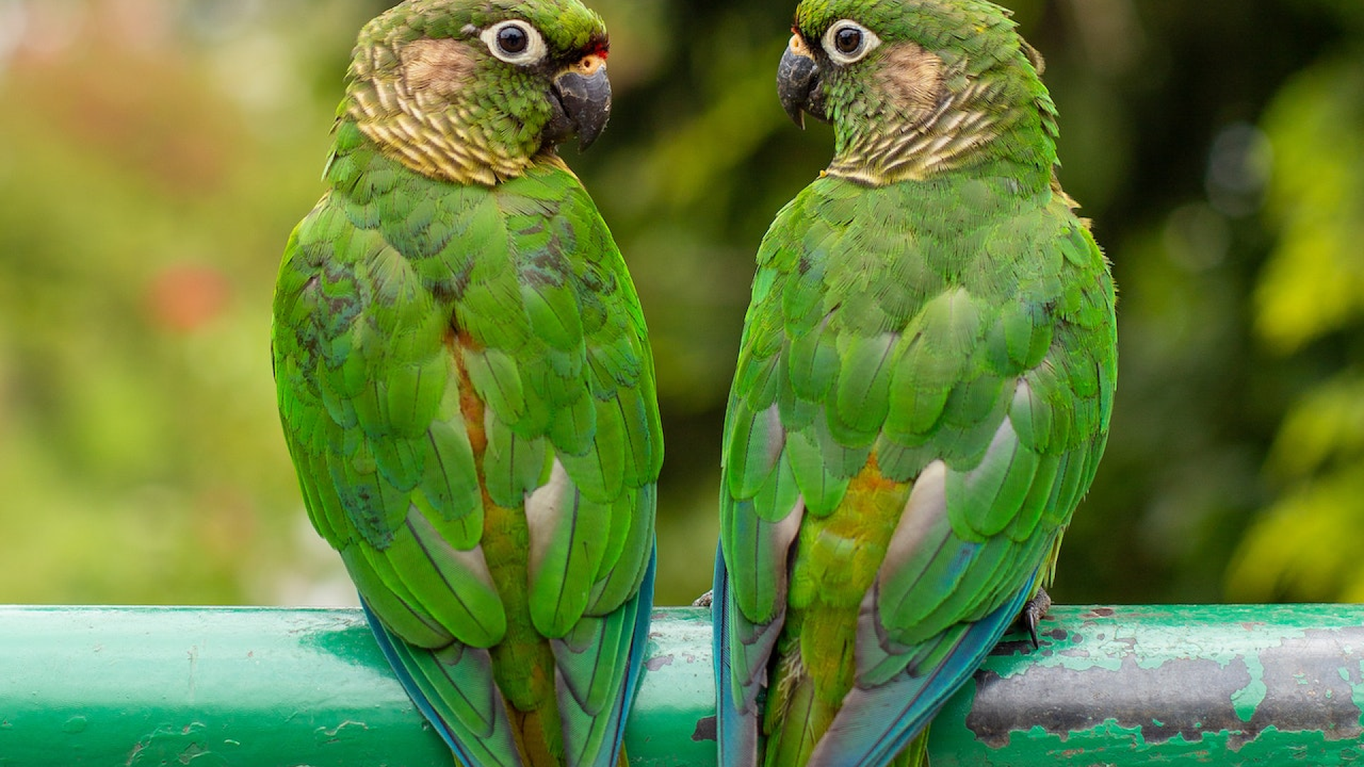 pexels-marcelo-chagas-14934612-1